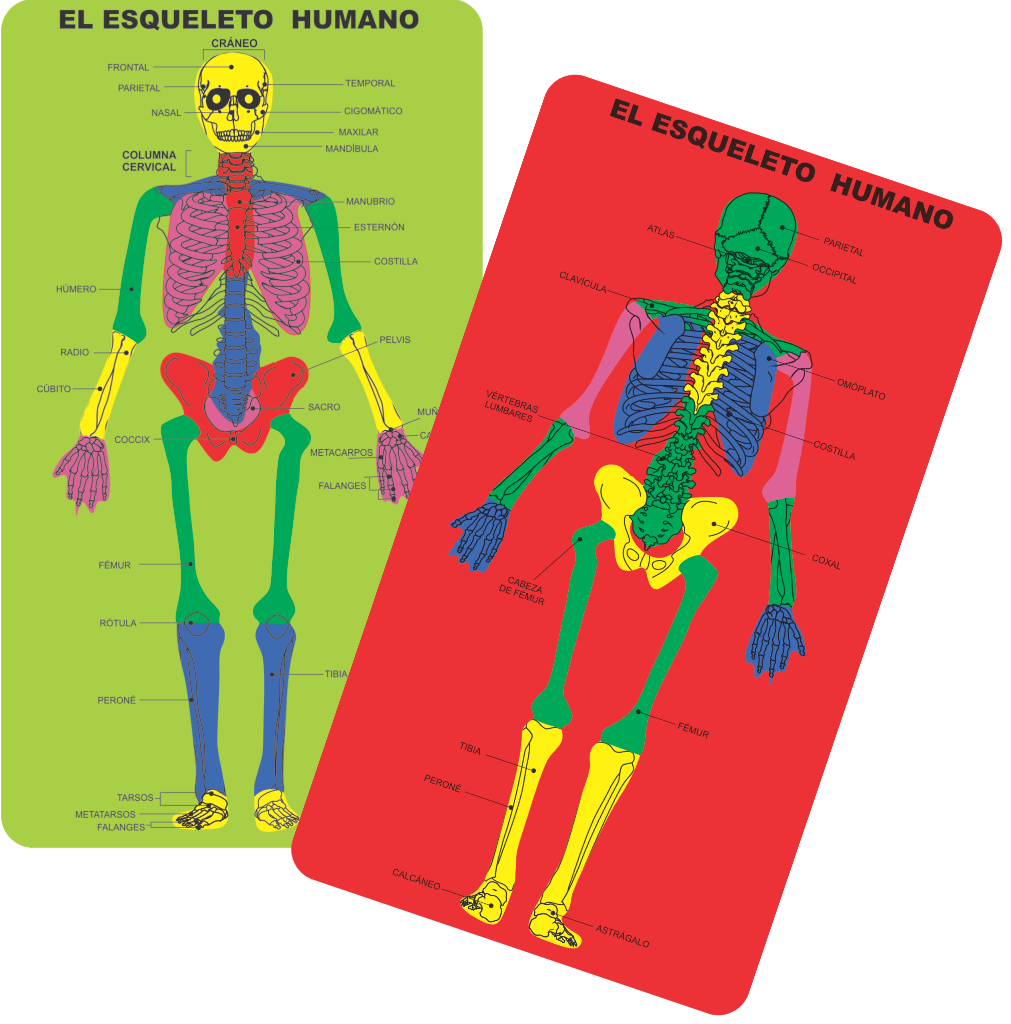 ROMPECABEZA DE FOAM ESQUELETO HUMANO TALBOT
