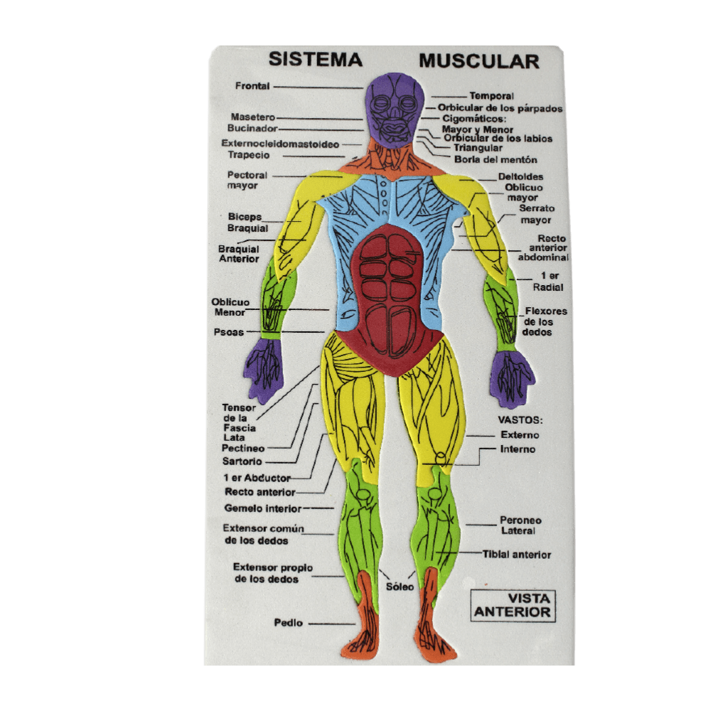 ROMPECABEZA DE FOAM MUSCULOS DEL CUERPO ESP/ ING TALBOT