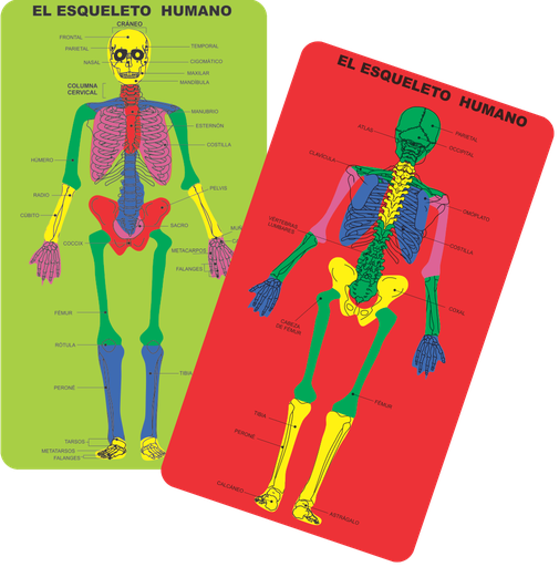 ROMPECABEZA DE FOAM ESQUELETO HUMANO TALBOT
