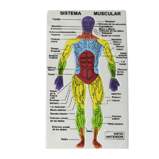Talbot Rompecabezas de foam cuerpo humano (copia)